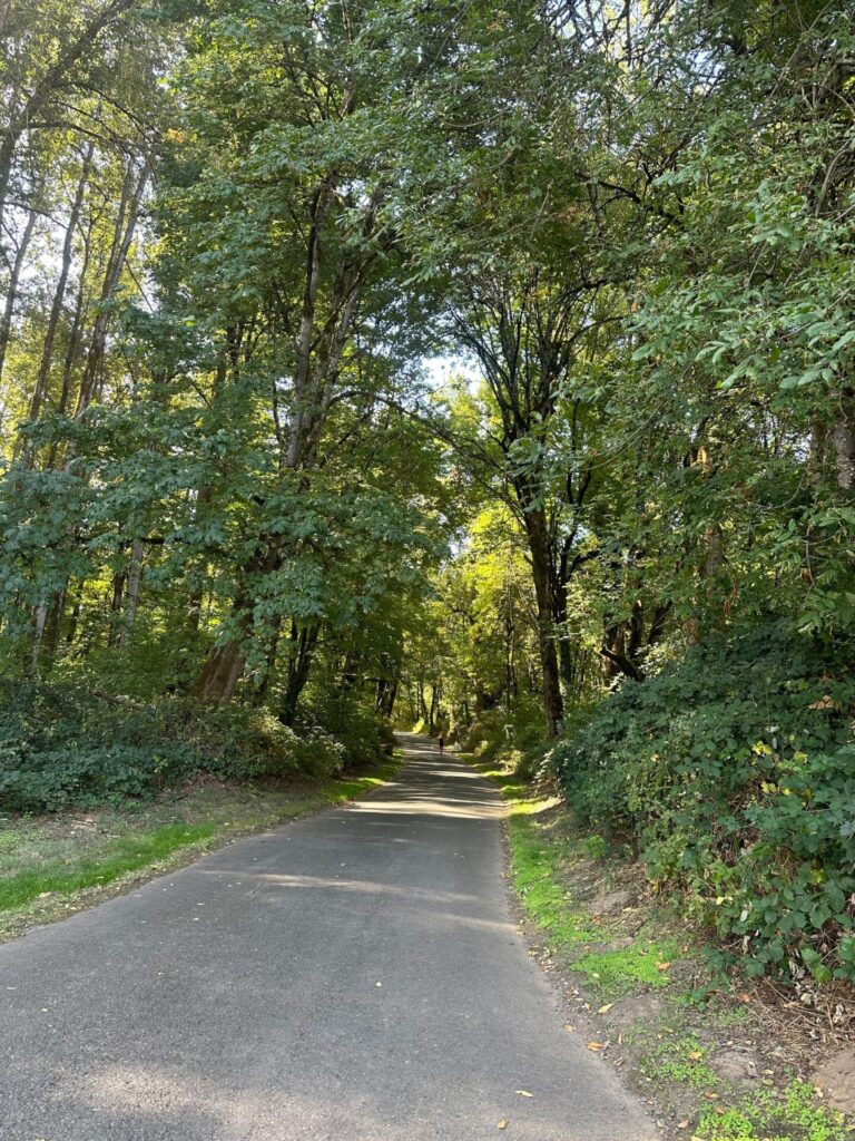 course path with trees