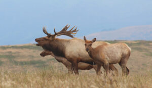 Elk at Tomales Point