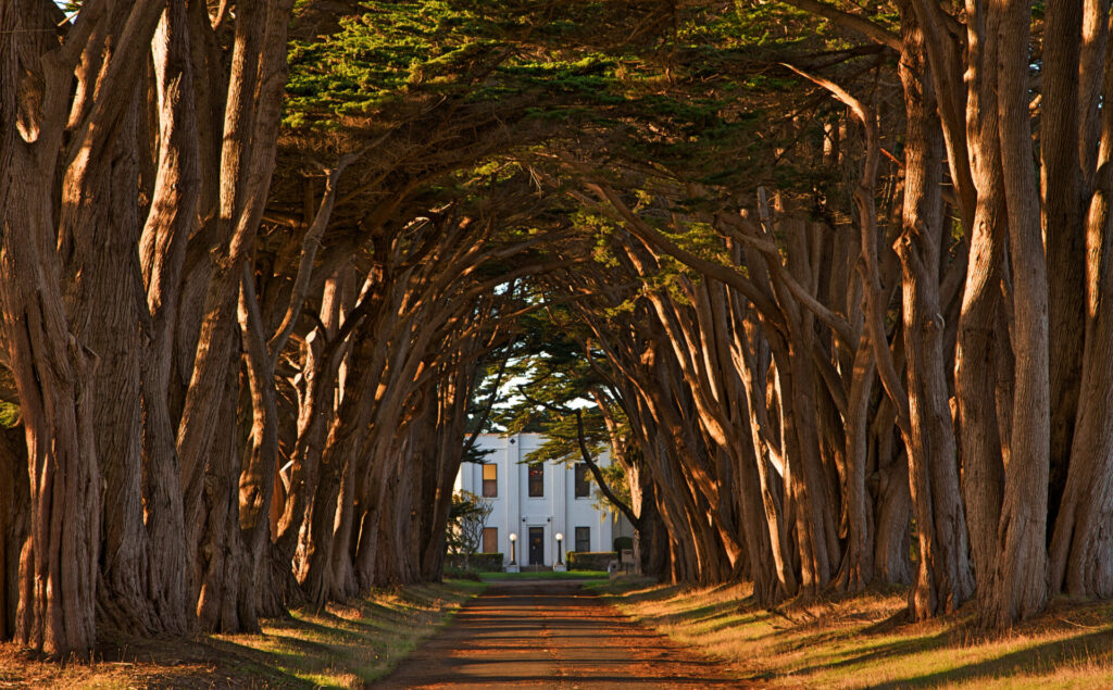 Cypress Tree Tunnel