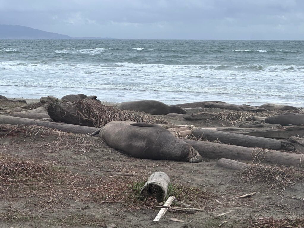 Elephant Seals at Point Reyes