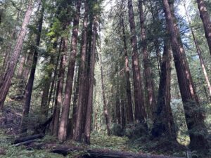 muir woods national monument