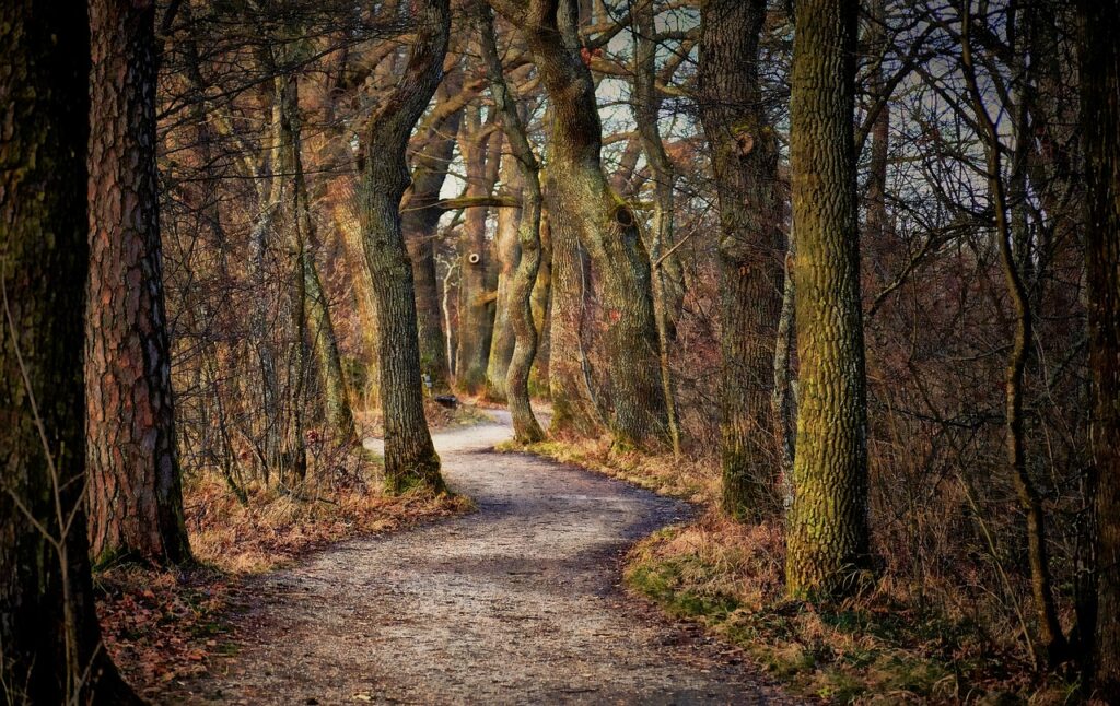 tree, path, forest-3108559.jpg