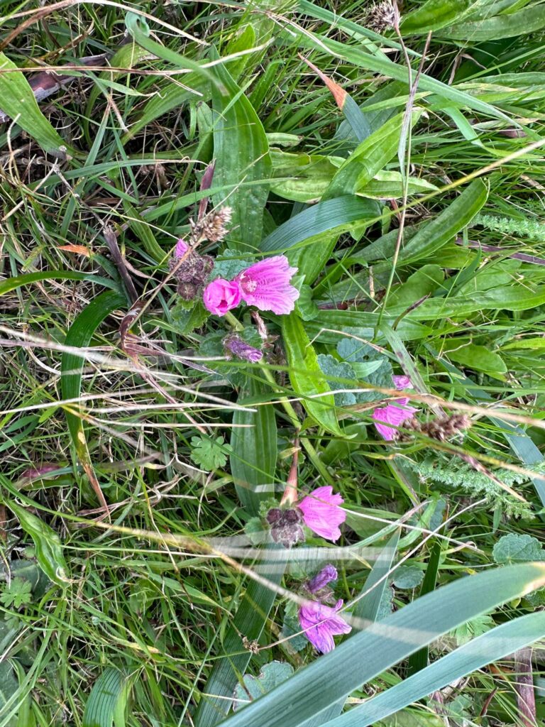 wild flower on trial