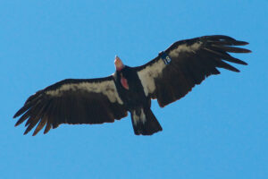 California Condor