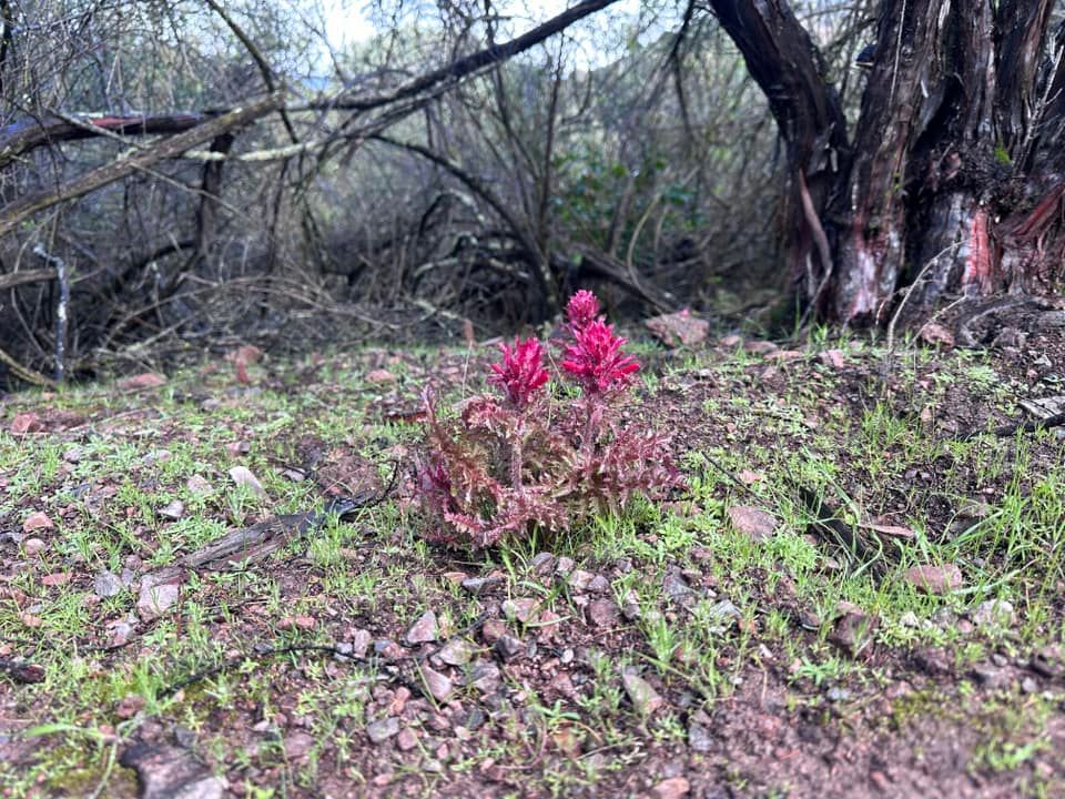 wildflowers